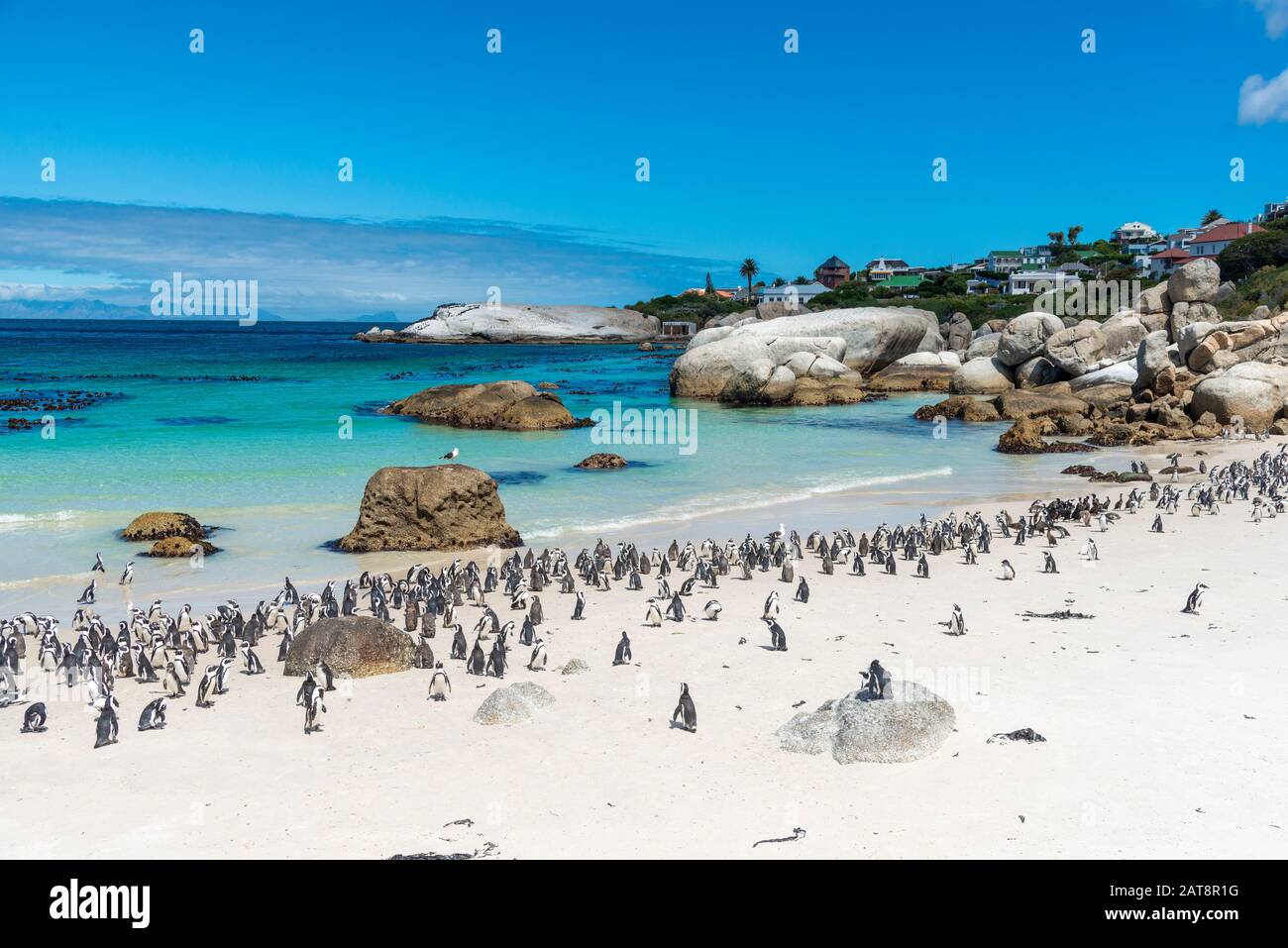 Colonia di pinguini africani (Spheniscus demersus) a Boulders Beach, Simon's Town, Città del Capo, Penisola del Capo, Sud Africa Foto Stock