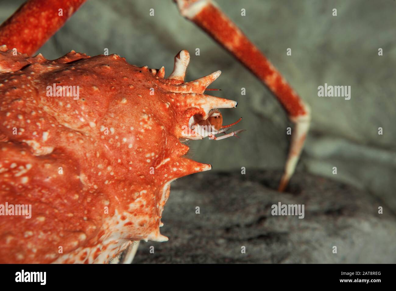 Granchio ragno giapponese o granchio ragno gigante, caempferi macroceira, adulto, primo piano della testa con Gli Occhi Foto Stock