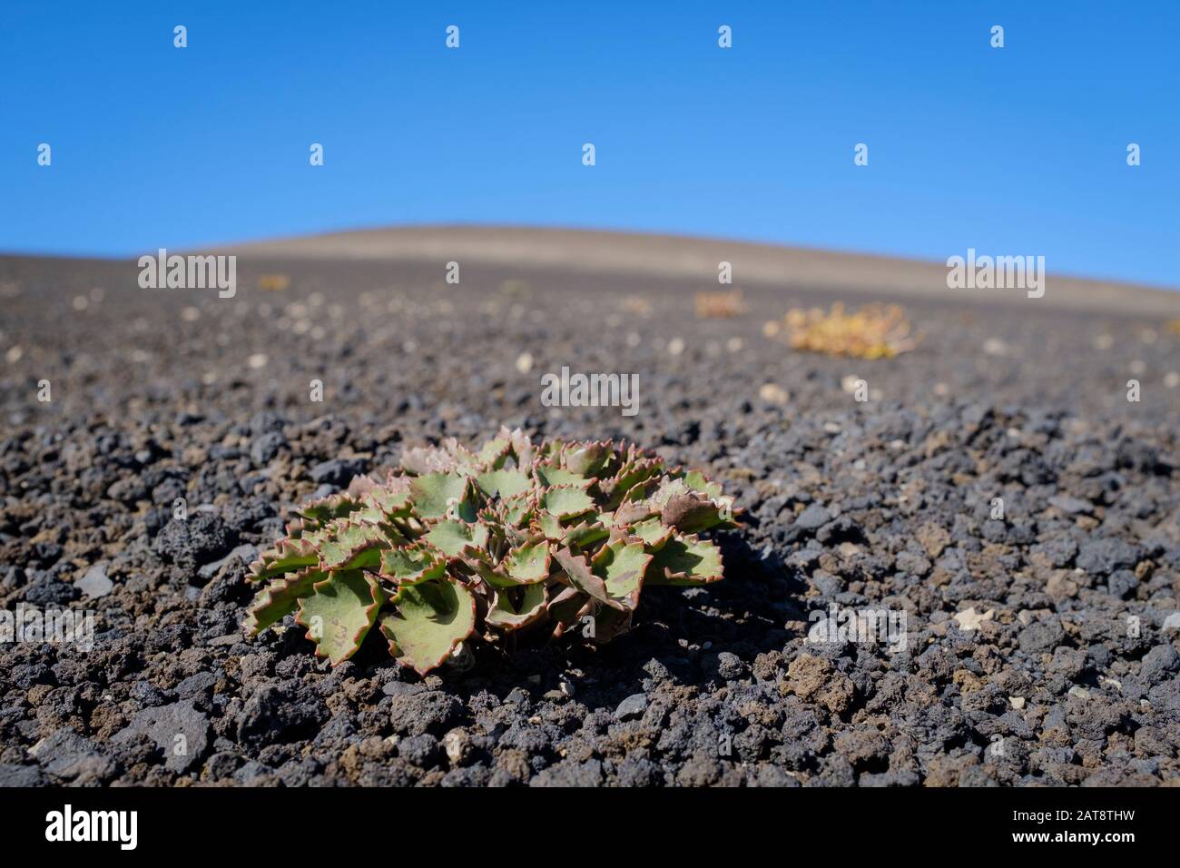 Vegetazione che cresce sul campo di lava. Malalcahuello-Nalcas Riserva Nazionale. Regione di Araucania. Cile. Foto Stock