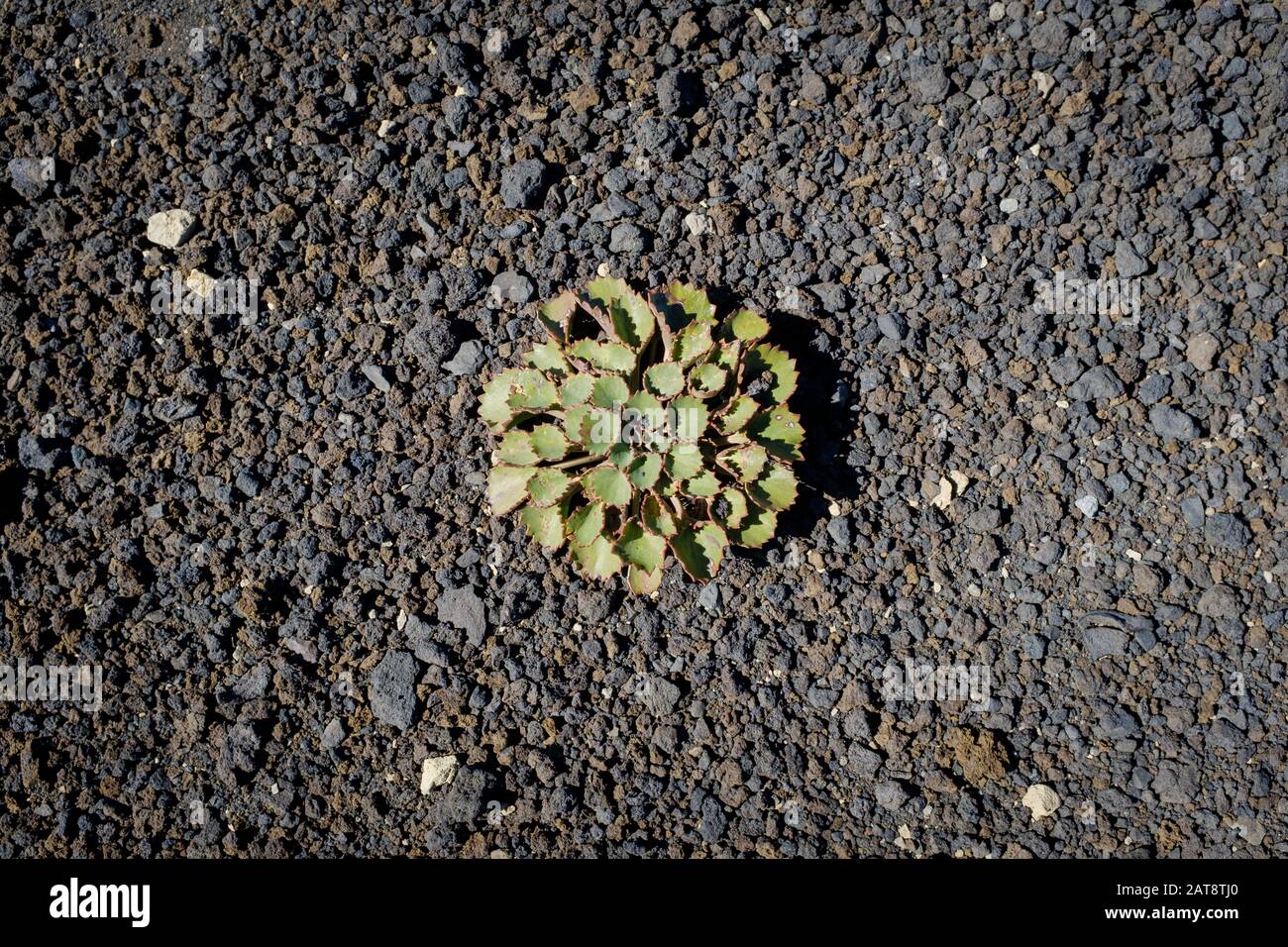 Vegetazione che cresce su suolo vulcanico roccioso nero. Malalcahuello-Nalcas Riserva Nazionale. Regione di Araucania. Cile. Foto Stock