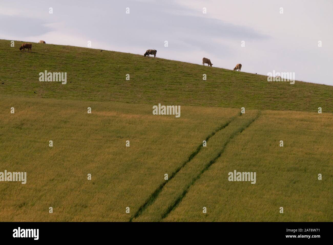 Pascolo di bestiame in una fattoria nelle Highlands scozzesi Inverness-shire Scotland UK Foto Stock