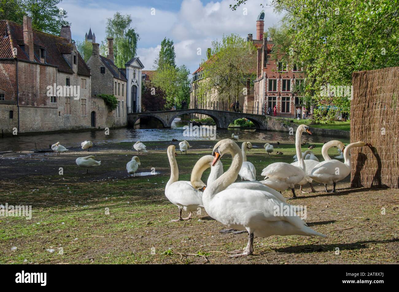 Vista sulla piazza con i cigni nei pressi del Begijnhof a Bruges, Belgio. Area destinata ai cigni nella storica città vecchia di Bruges Foto Stock
