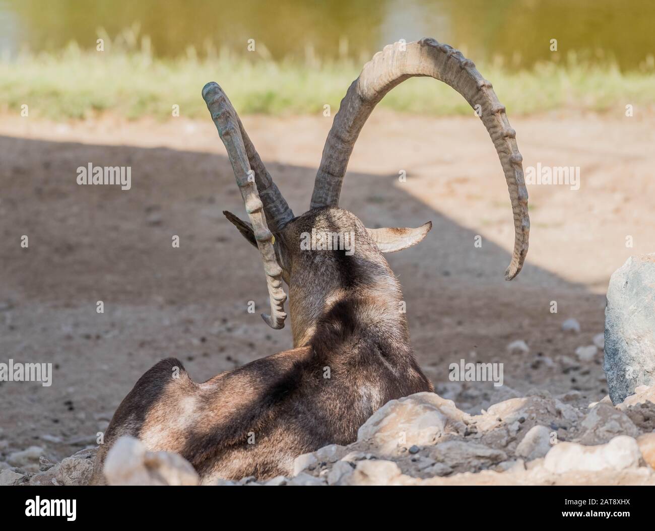 Un Animale Selvaggio Ibex Nubiano Con I Grandi Horns Foto Stock