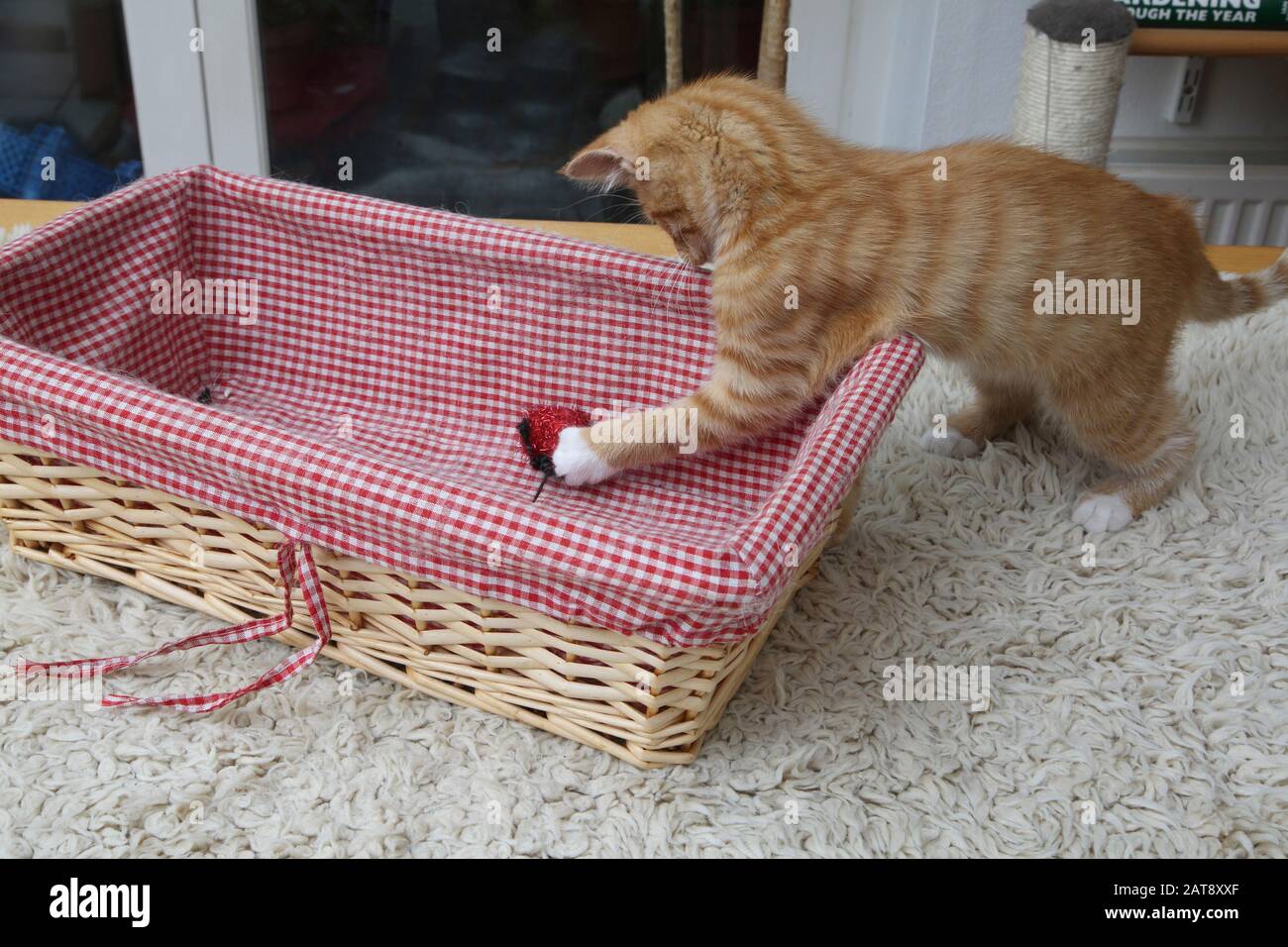 Gattino Di Zenzero Giocando Con Il Cestino Del Giocattolo Del Gatto In Vimini Foto Stock