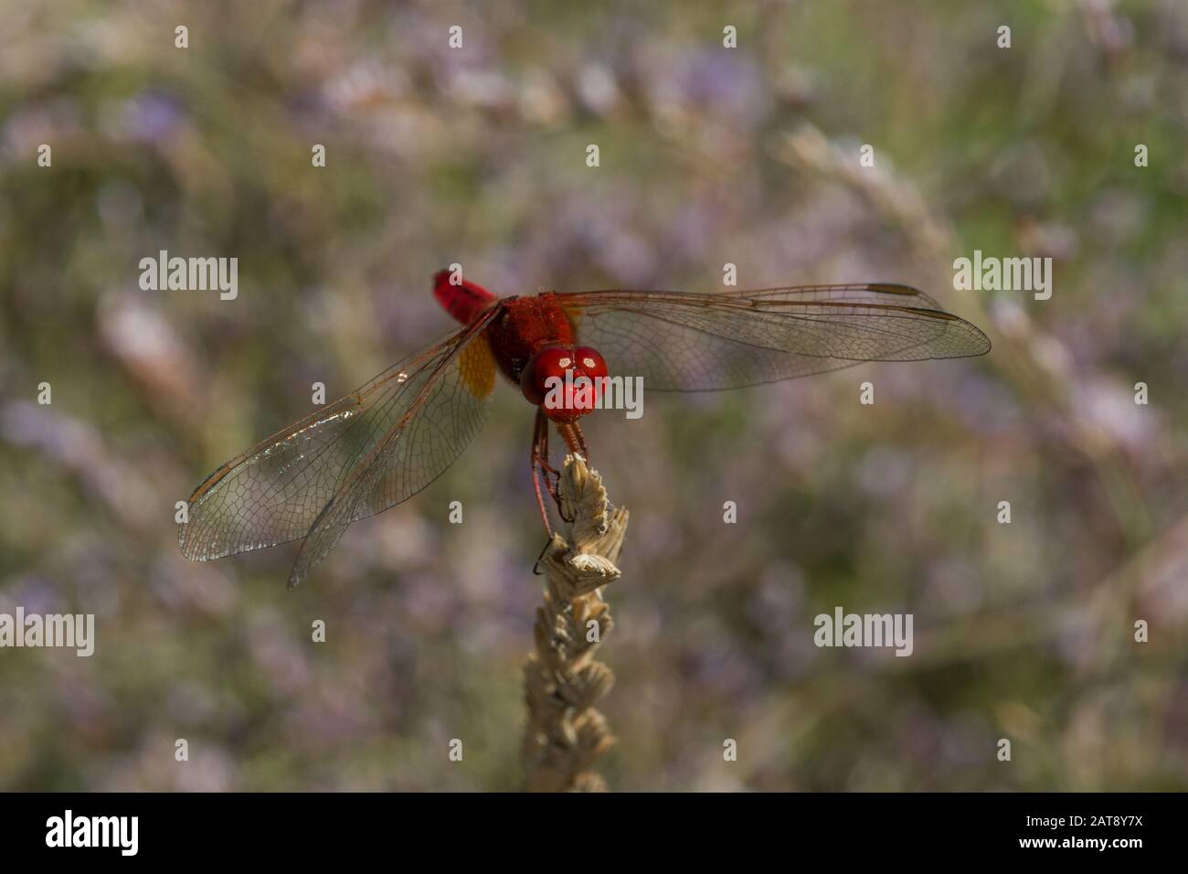 Maschio Scarlett Dragonfly (Crocothemis Erythraea), Monte Argentario Foto Stock