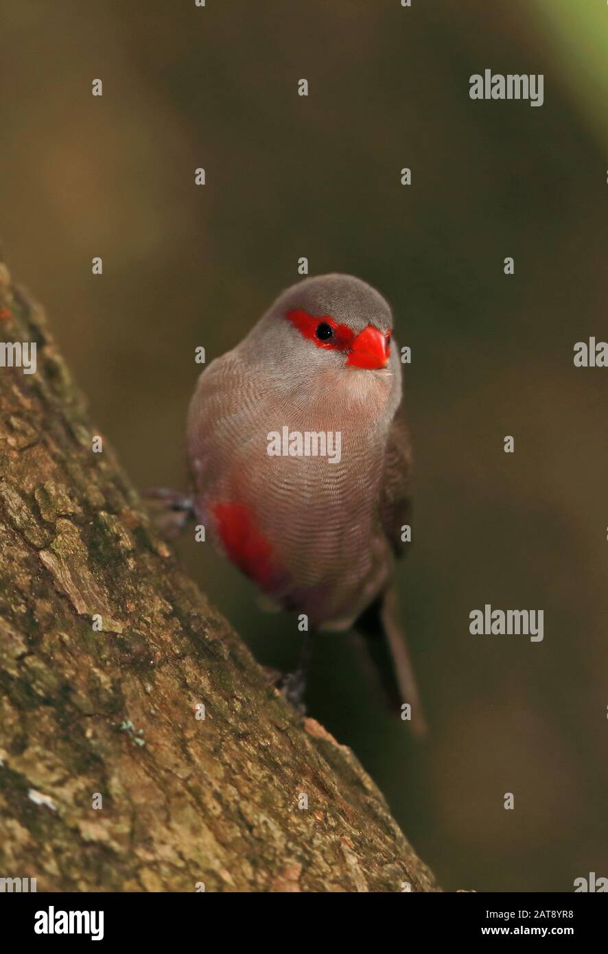 Comune Waxbill (Estrilda astrild) adulto arroccato sulla succursale Wilderness, Sud Africa novembre Foto Stock