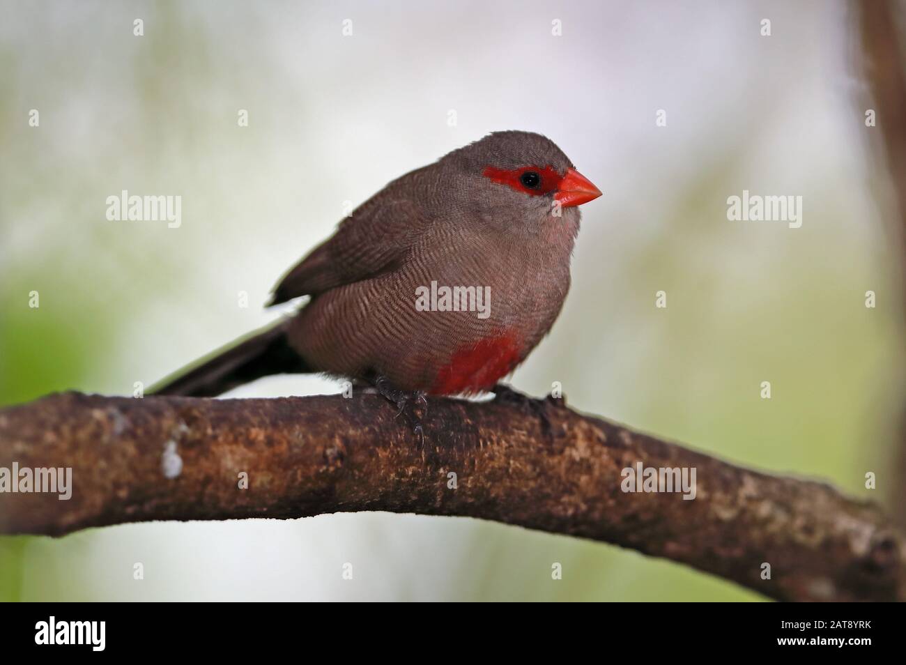 Comune Waxbill (Estrilda astrild) adulto arroccato sulla succursale Wilderness, Sud Africa novembre Foto Stock
