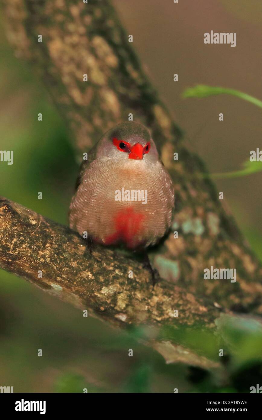 Comune Waxbill (Estrilda astrild) adulto arroccato sulla succursale Wilderness, Sud Africa novembre Foto Stock