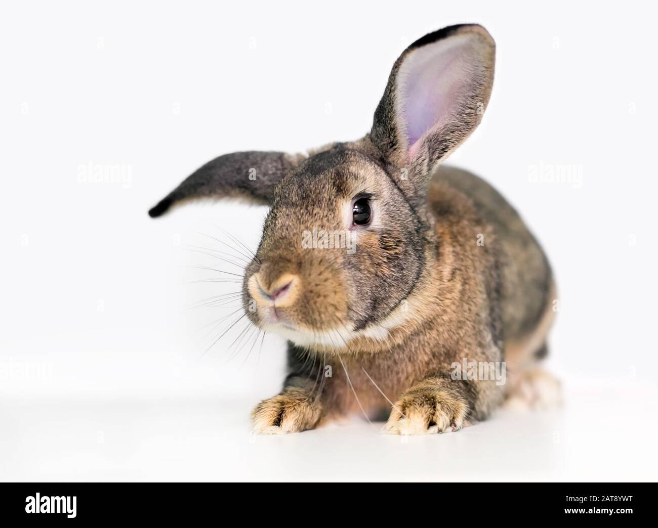 Un agouti addomesticato coniglio animale domestico con grandi orecchie Foto Stock