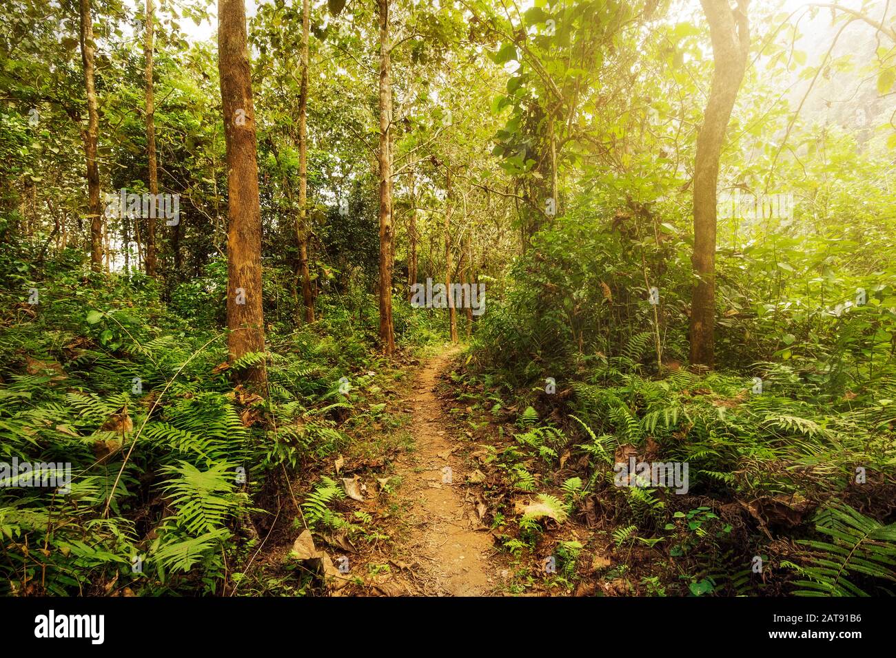 Sentiero escursionistico in una lussureggiante foresta verde con la luce del sole che sgranano attraverso gli alberi. Foto Stock
