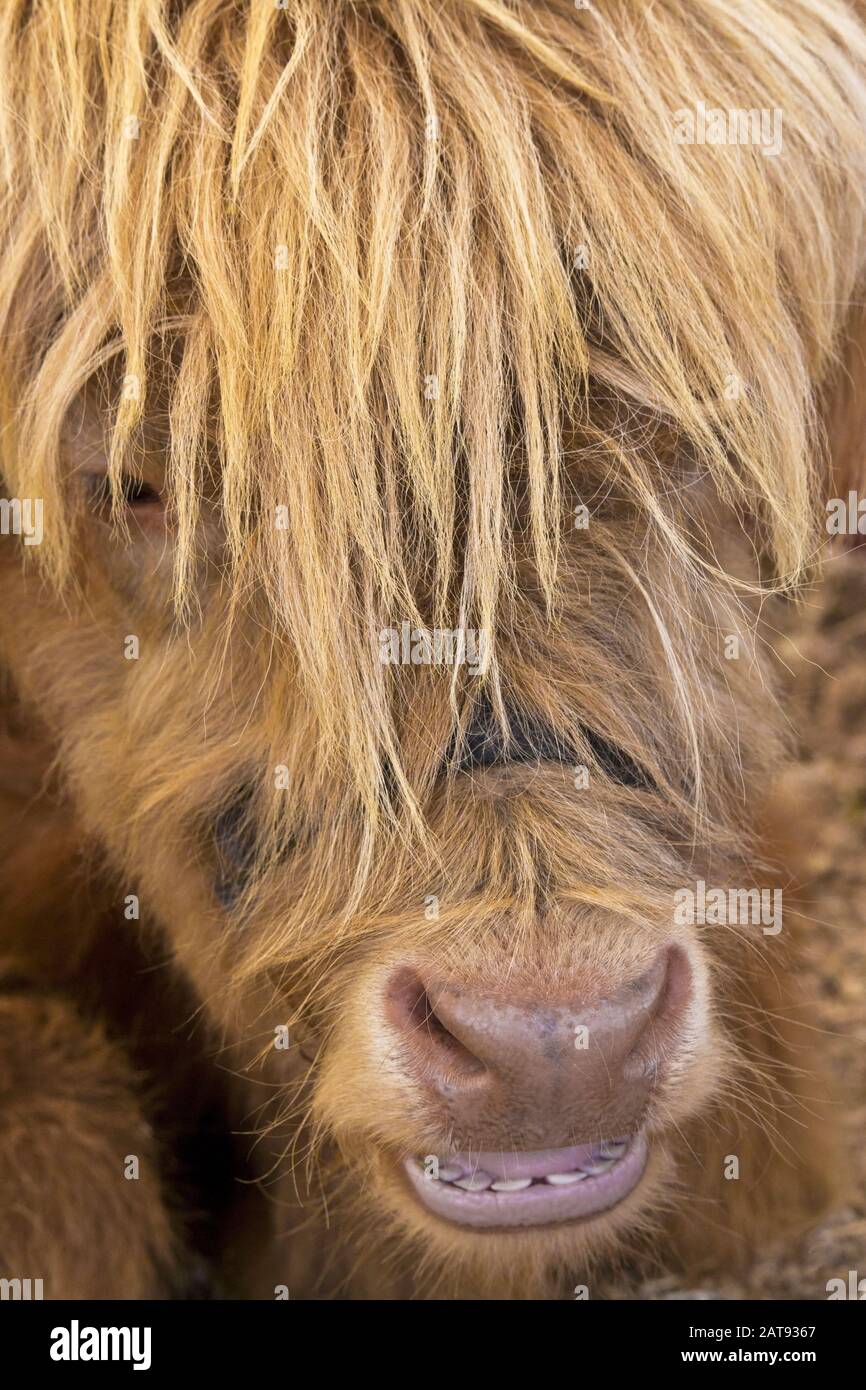 Vitello Highland Cattle alla fiera della contea di Lycoming in Pennsylvania Foto Stock