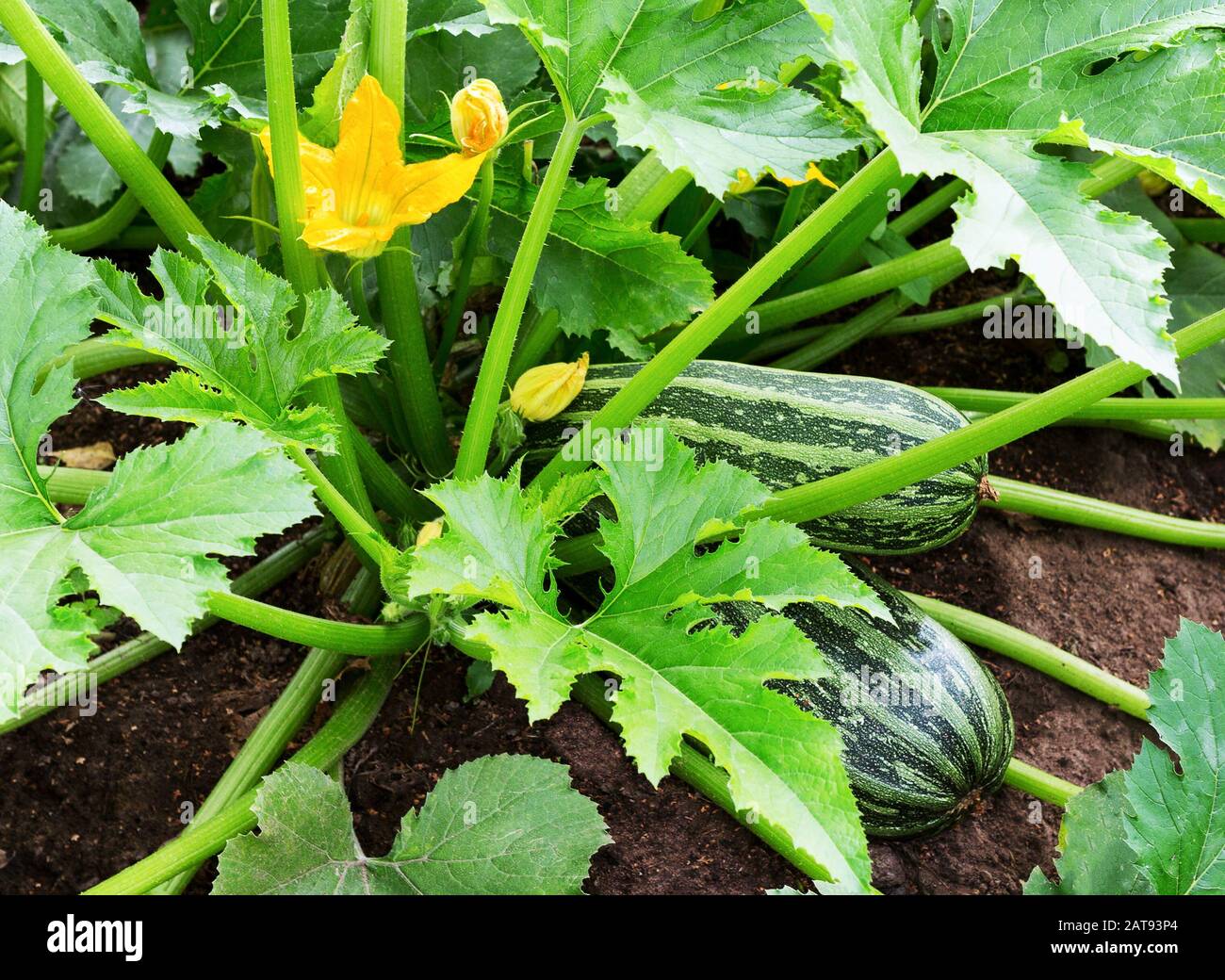Impianto di zucchine. Zucchine con fiori e frutta in campo. Midollo vegetale verde che cresce su Bush. Zucchine fiorisce. Foto Stock