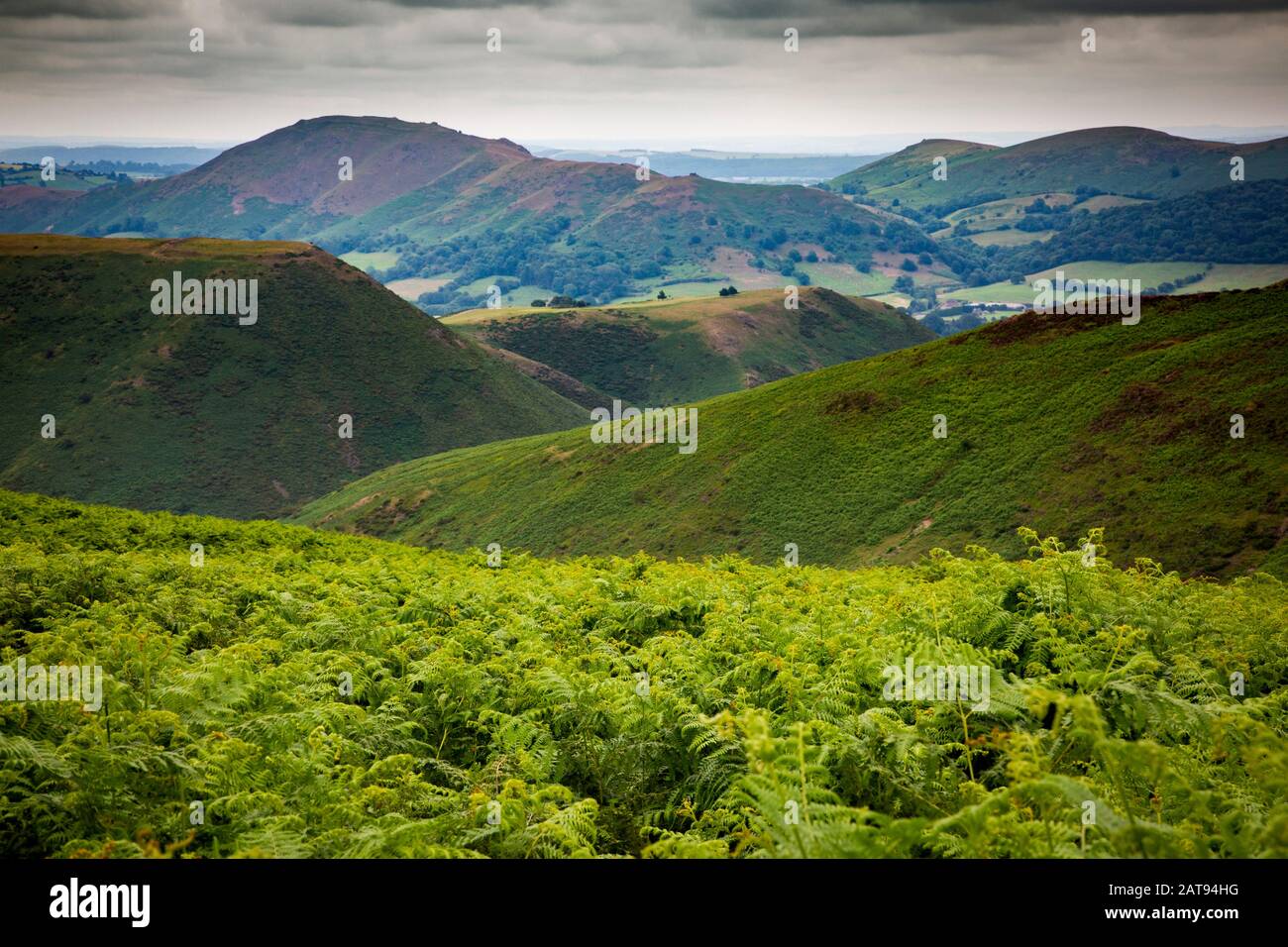 Il Long Mynd fa parte delle colline dello Shropshire. Emergendo improvvisamente e ripidamente dal paesaggio agricolo sotto si alza a 516meters (1693ft). Foto Stock