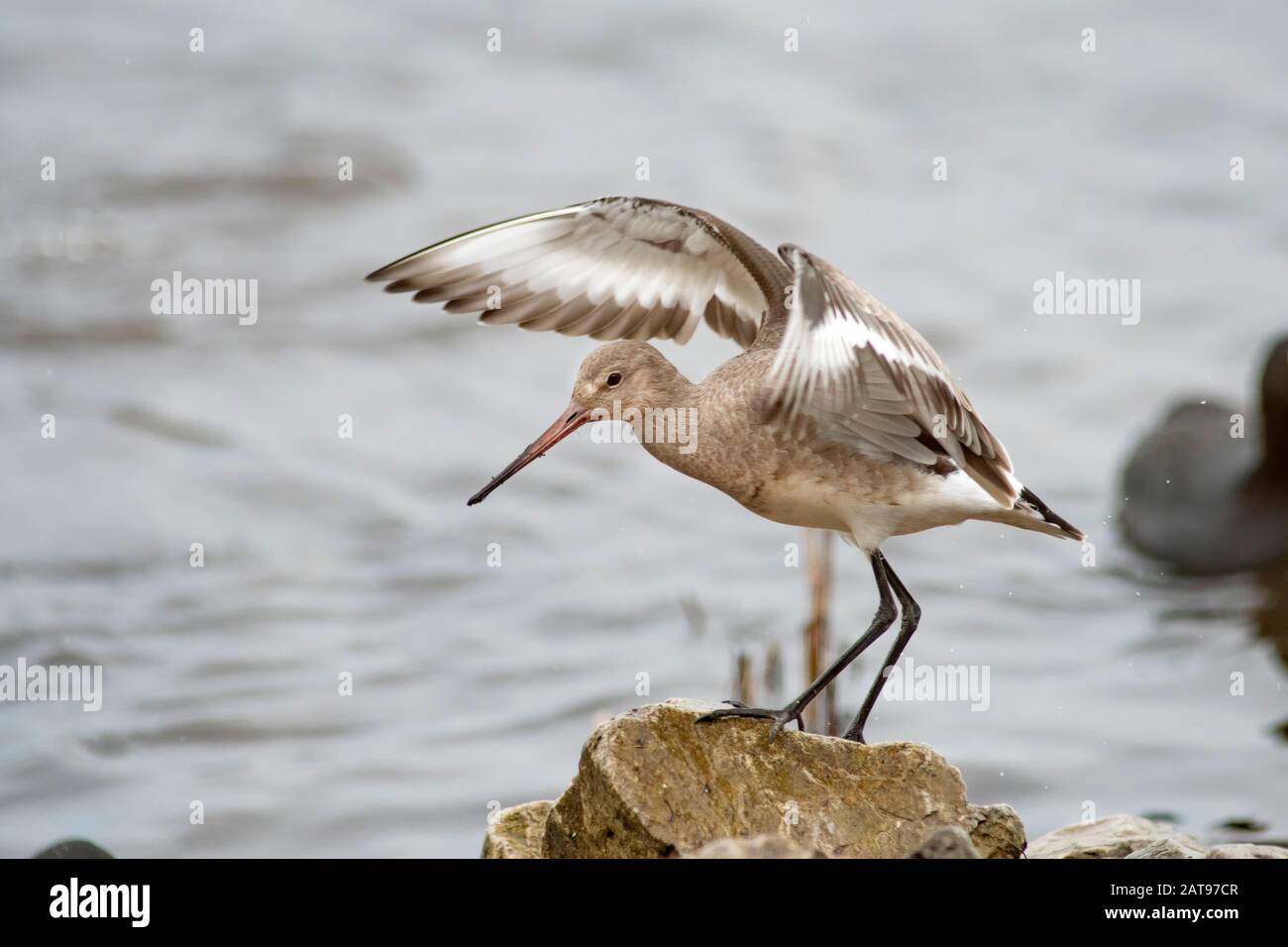 Godwit con le ali fuori sopra la roccia Foto Stock