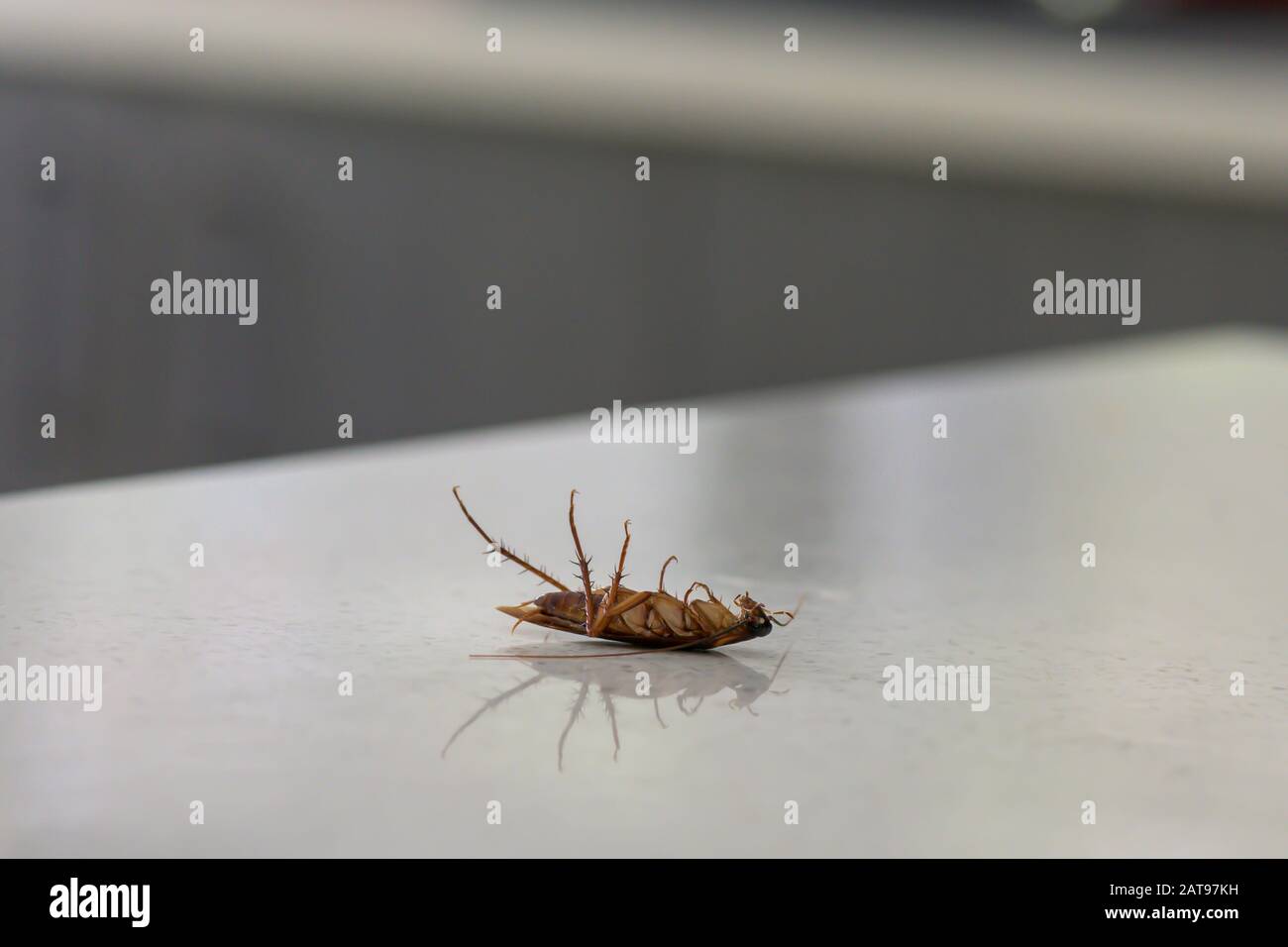 Dead Cockroach Su Una Cucina Panchina Foto Stock