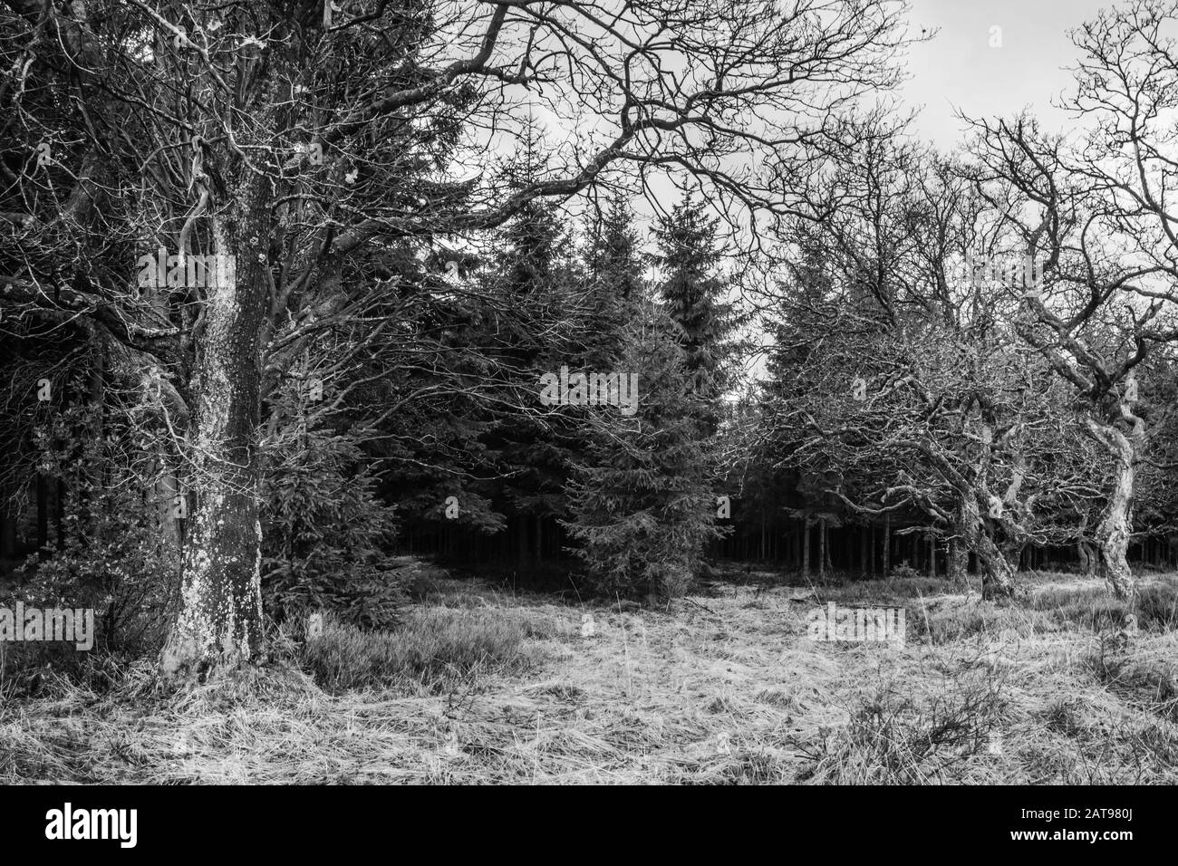 Luogo aperto nella foresta di pini con alcuni vecchi e tortuosi alberi decicuosi e pini foresta sullo sfondo. Bianco e nero. Foto fatta in alto Foto Stock