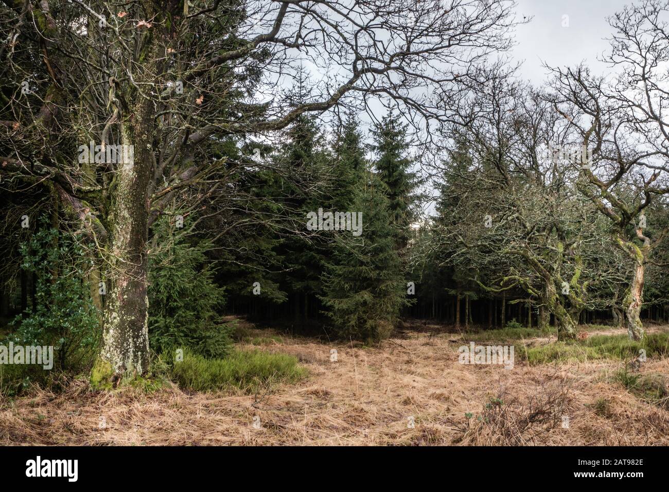 Luogo aperto nella foresta di pini con alcuni vecchi e tortuosi alberi decicuosi e pini foresta sullo sfondo. Foto fatta in High Fens, Baraque Mic Foto Stock