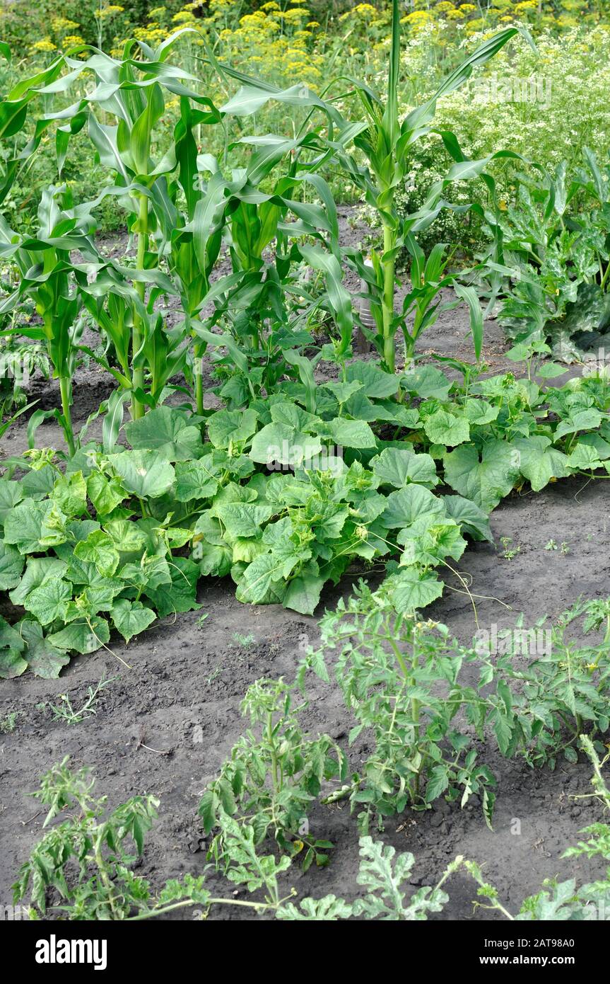 Coltivate biologicamente vari ortaggi in orto, composizione verticale Foto Stock