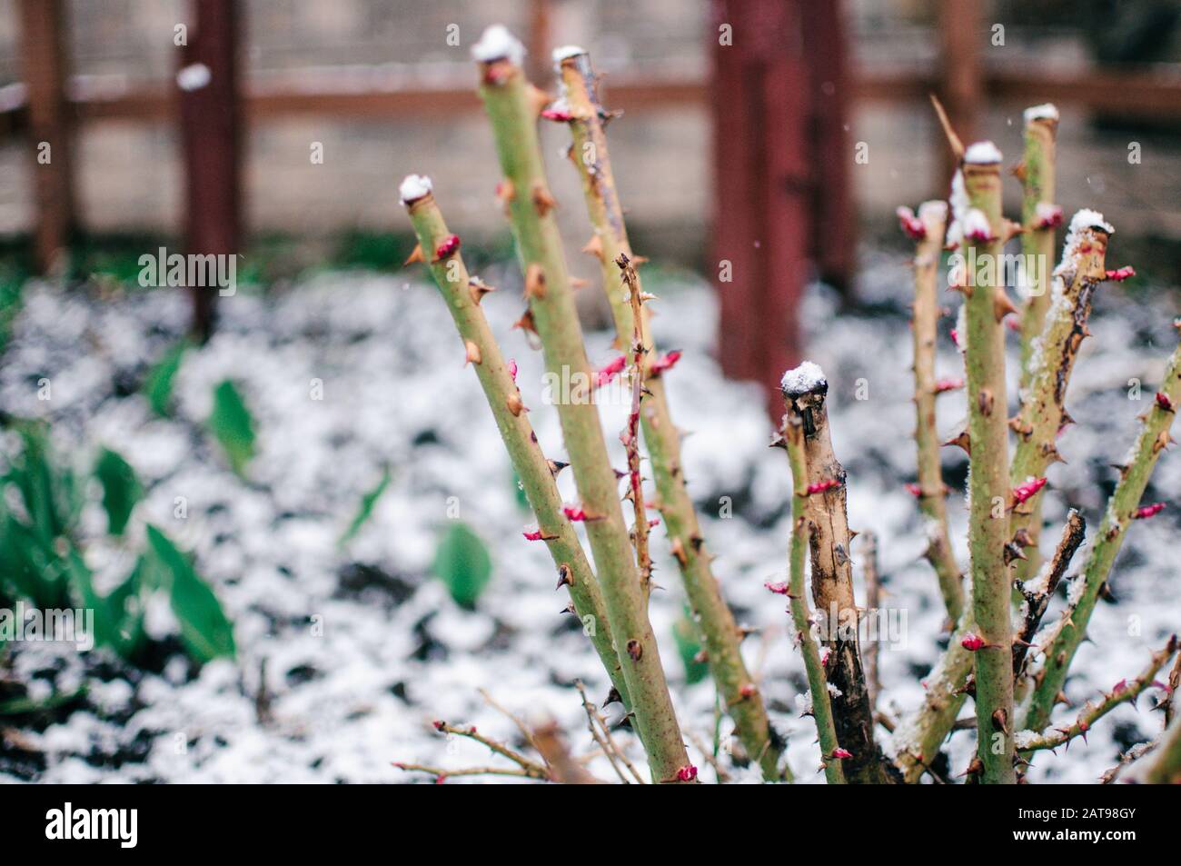 le rose germogliano dal suolo attraverso la neve bianca nel freddo della primavera. Le foglie della rosa e del tronco sono ricoperte di ghiaccio gelido. Congelato Foto Stock