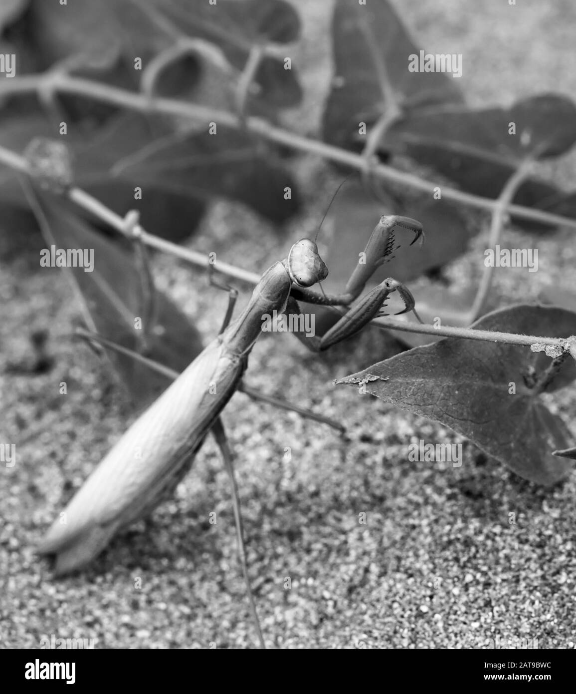 Mantis o Mantis religiosa europea con pianta su sabbia. Messa a fuoco selettiva. Immagine in bianco e nero. Foto Stock