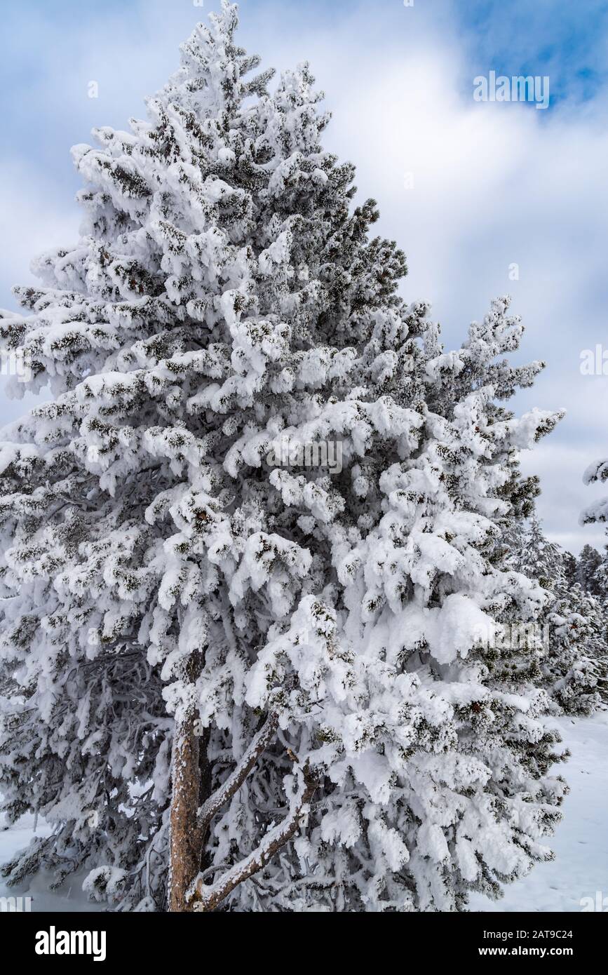 Pino innevato in inverno. Parco Nazionale Di Yellowstone, Wyoming, Stati Uniti Foto Stock