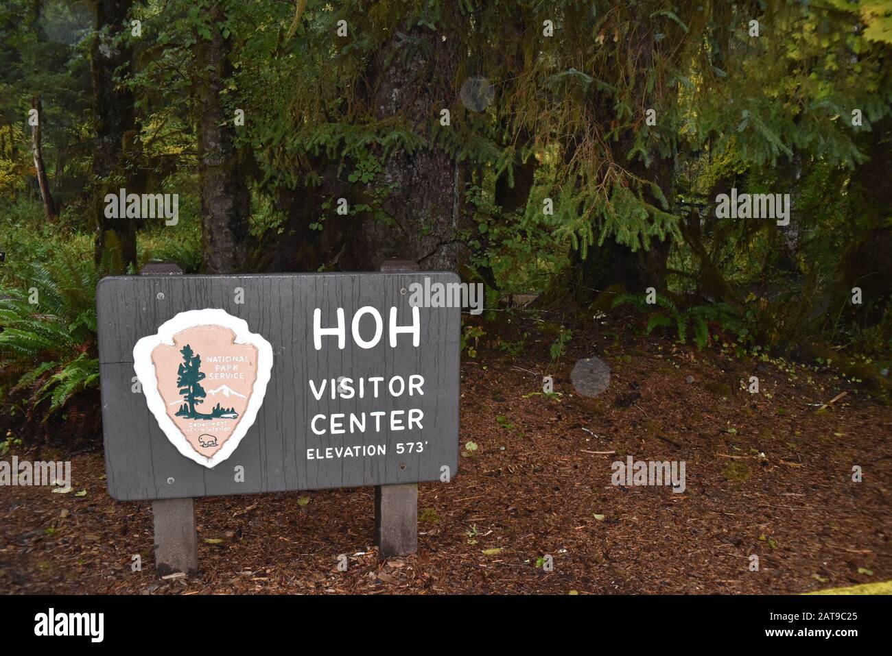 Olympic National Park, Washington, U.S.A. 18 ottobre 2017. Hoh Forest foglie d'autunno. Giorno di pioggia. Foto Stock