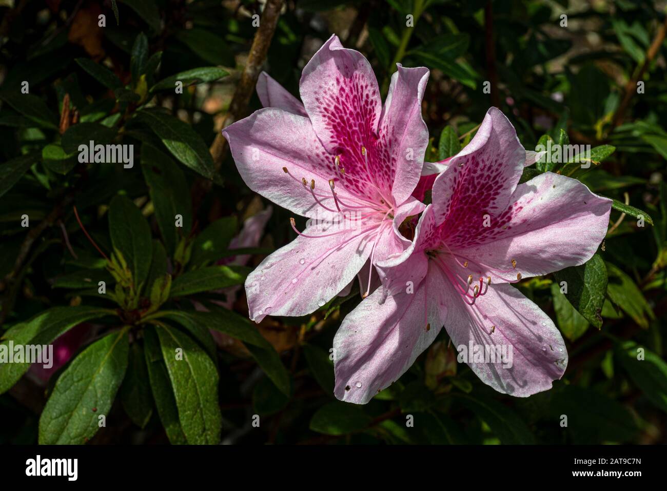 Rododendro rosa fiori in un giardino Foto Stock