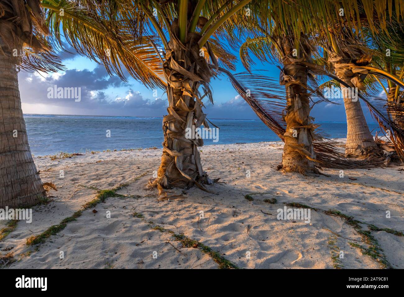 Palme, spiaggia, alba e solitudine, Grand Cayman Island Foto Stock