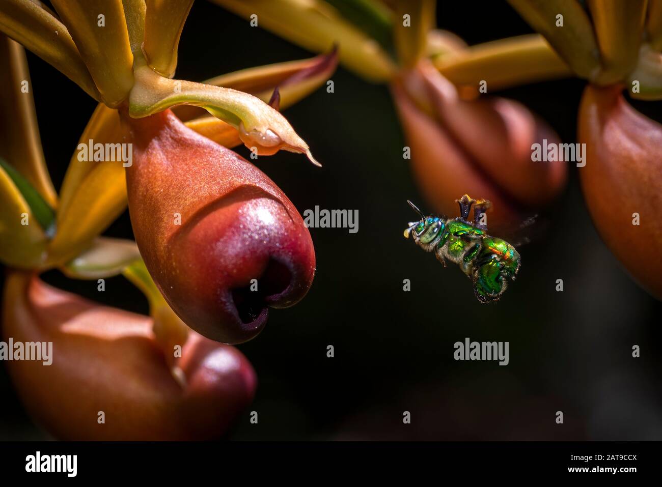 Ape verde di orchidea in volo con pollinio attaccato sul retro Foto Stock