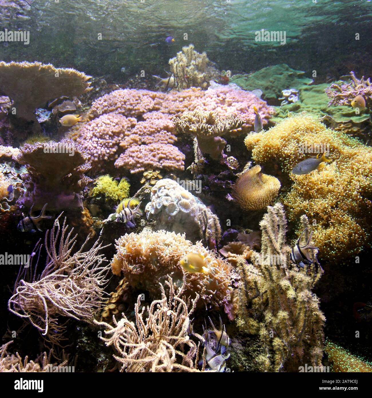 Tropical Coral Reef in Salt Water Aquarium Foto Stock