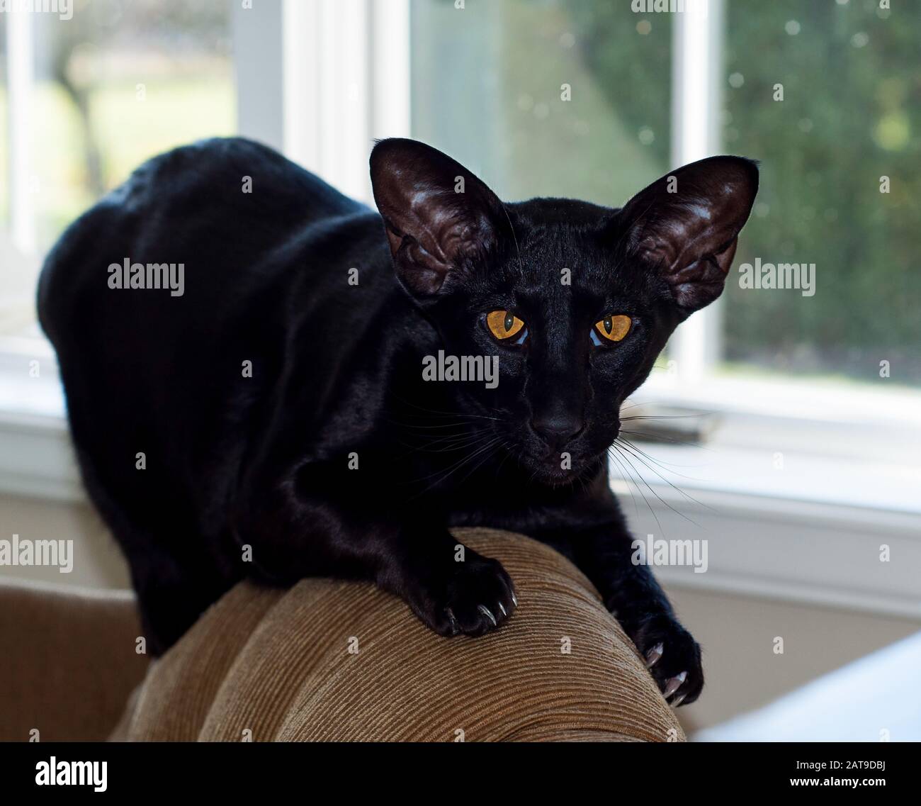 Gatto Oriental shorthair nero cucciolo sul divano con occhi e finestre  color ambra colpisce sullo sfondo. Gatto esotico domestico interno  dell'animale domestico Foto stock - Alamy