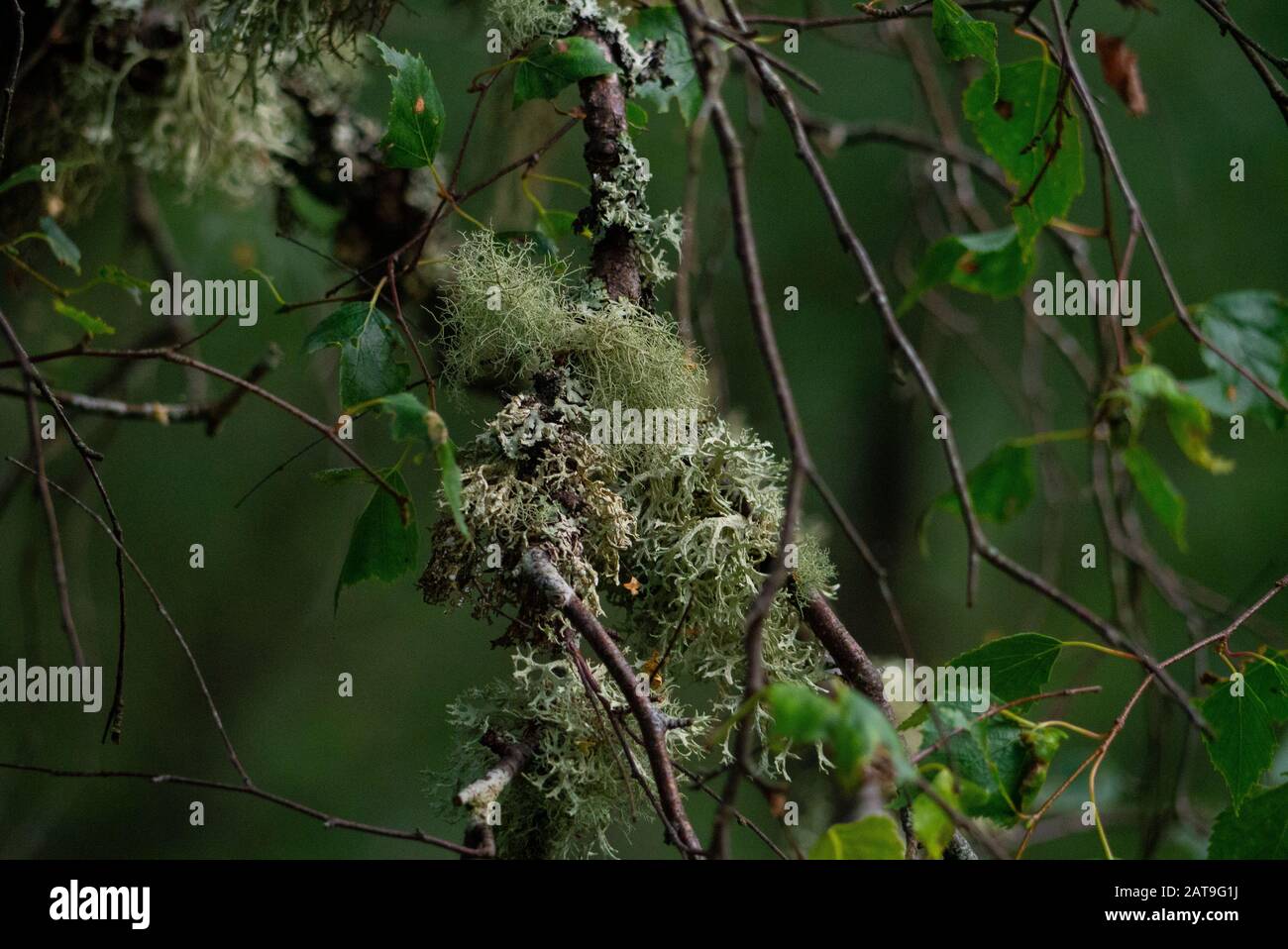 Primo piano delle specie Lichen Usnea o Old Man's Beard o Beard Lichen o Tree Moss a Inverness-shire Scotland UK Foto Stock