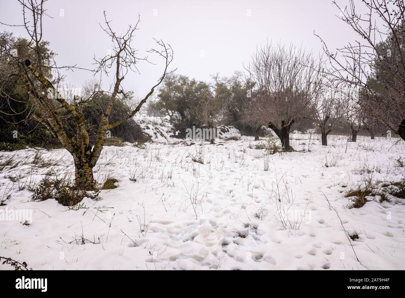 Campo di olivi innevati in Spagna durante l'inverno. Foto Stock