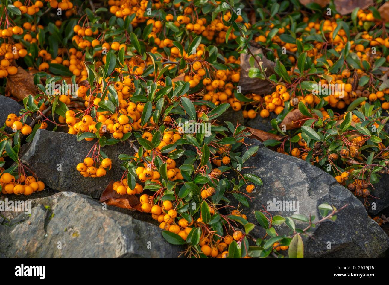 Primo piano di grappolo di piccole bacche arancioni che crescono su rocce grigio scuro. Colori vivaci nella stagione autunnale presso i giardini botanici, Praga, Troja Foto Stock