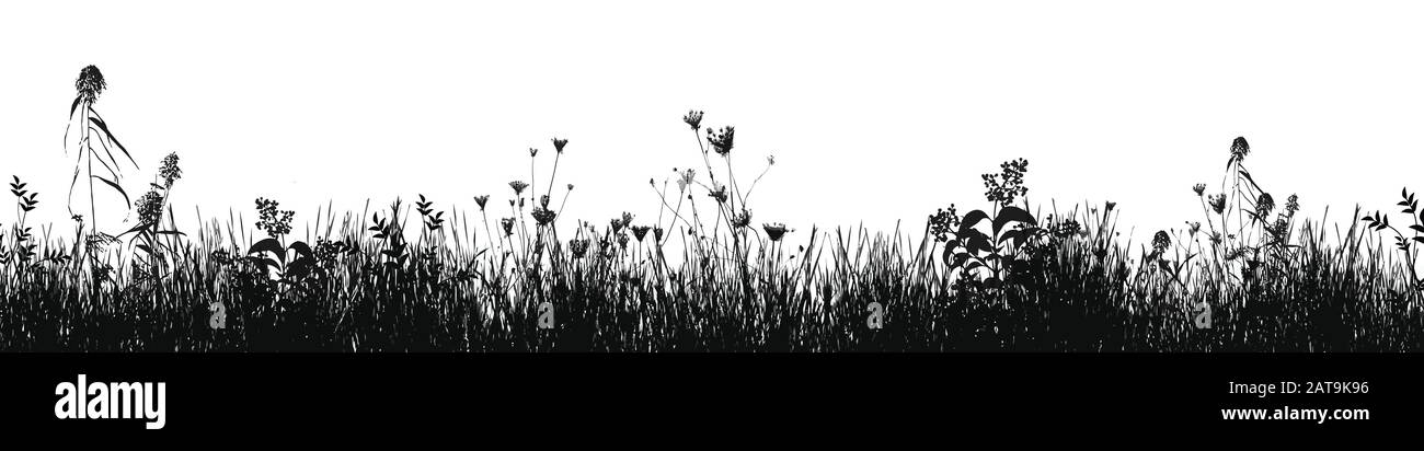 Silhouette naturale in erba come sfondo bianco, illustrazione vettoriale Illustrazione Vettoriale