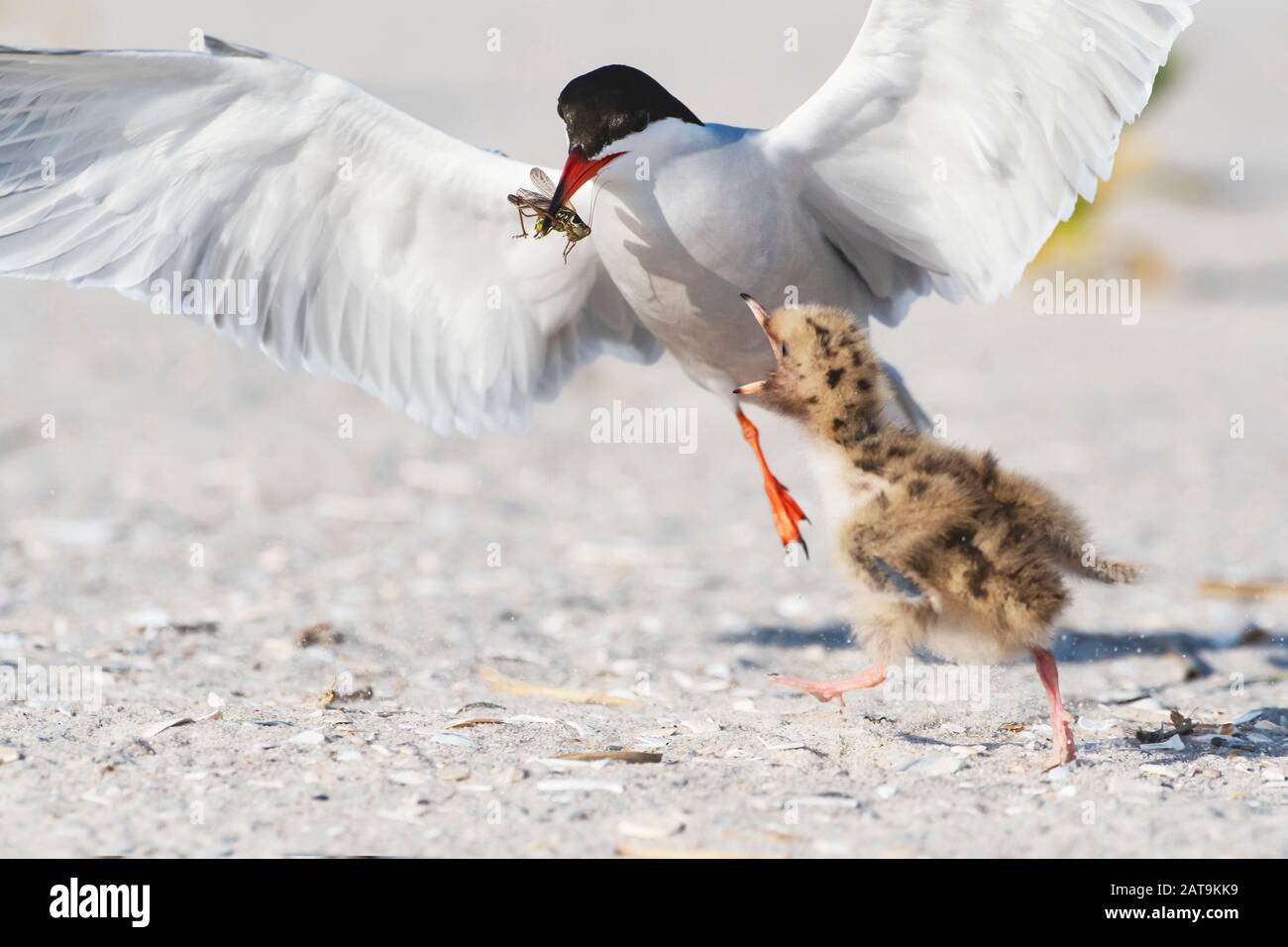 Adulto comune tern che alimenta un cricket a pulcino sul terreno di nidificazione della spiaggia Foto Stock