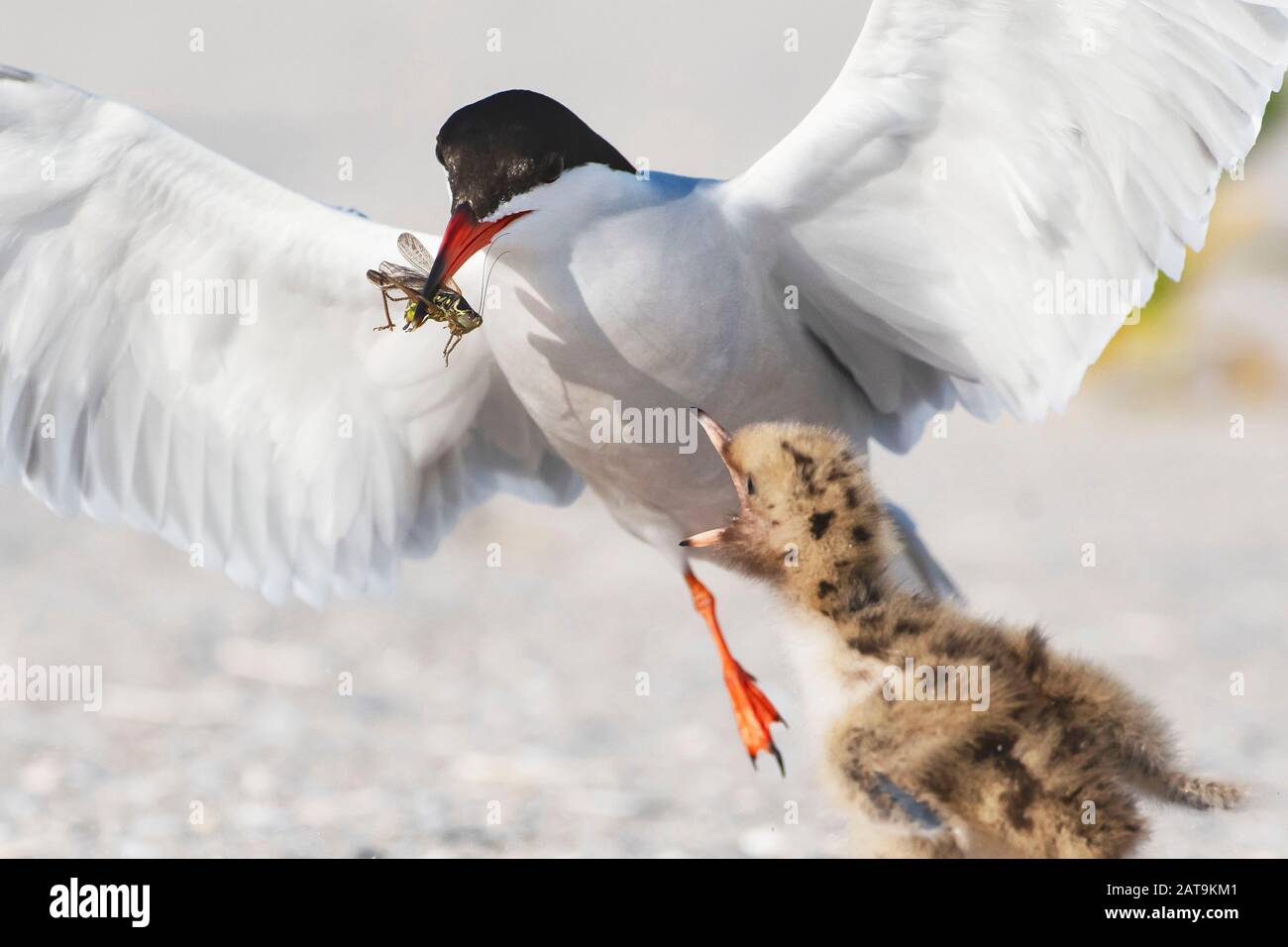 Adulto comune tern che alimenta un cricket a pulcino sul terreno di nidificazione della spiaggia Foto Stock