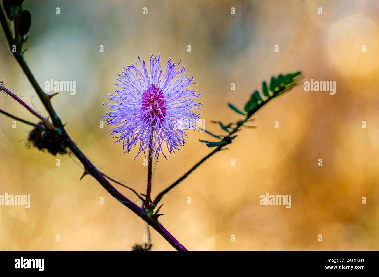 Un bellissimo tocco-me-non (mimosa pudica) fiore circondato da spine e foglie piegate contro uno sfondo marrone sfocato. Foto Stock