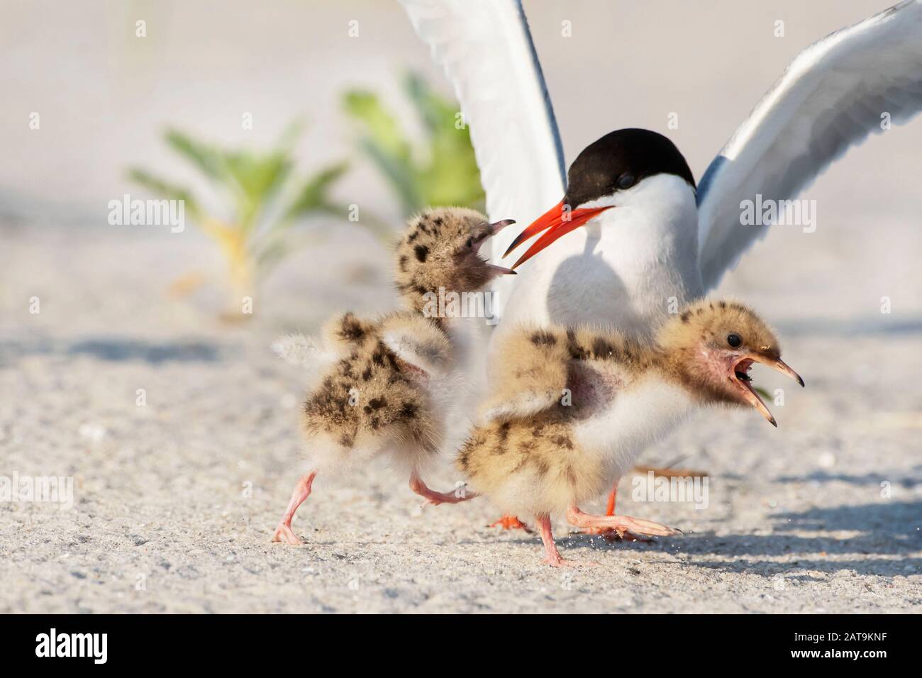 Adulto comune tern alimentare pulcino di pesce sulla spiaggia annidamento terra Foto Stock