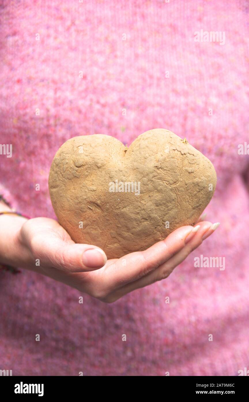 Una donna bianca ha una patata a forma di cuore a livello del petto. Immagine concettuale relativa all'amore, alla salute, all'agricoltura. Foto Stock