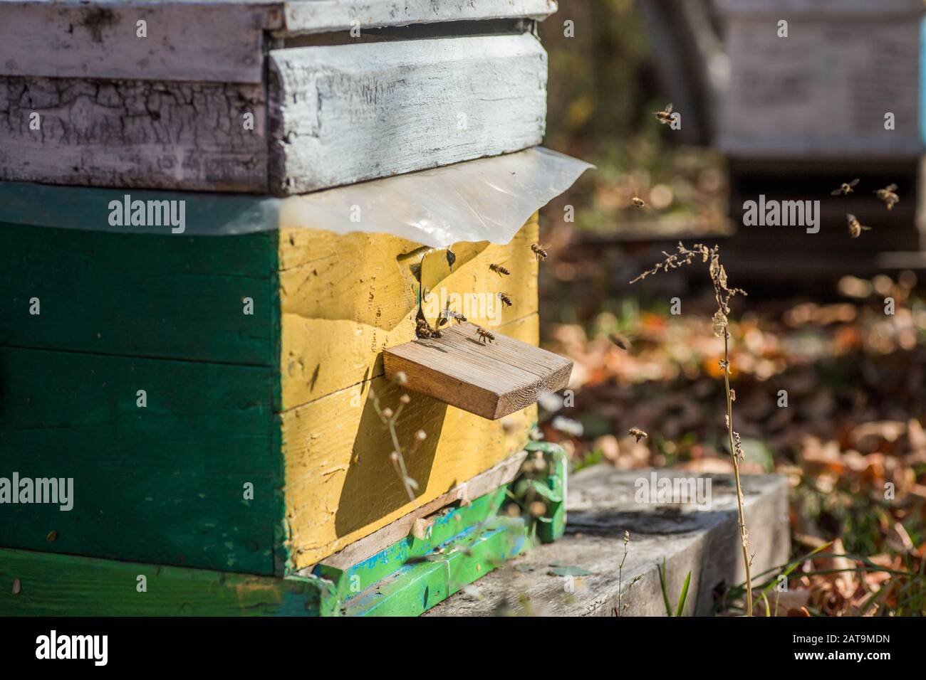 Da entricancebees dell'alveare creep fuori. Le api ritornano all'alveare dopo il honeyflow. Alveari in un piccolo giardino privato apiario. Apiale sperimentale Foto Stock