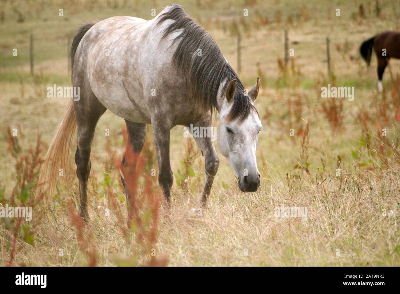dapple grigio cavallo arabo nel prato Foto Stock
