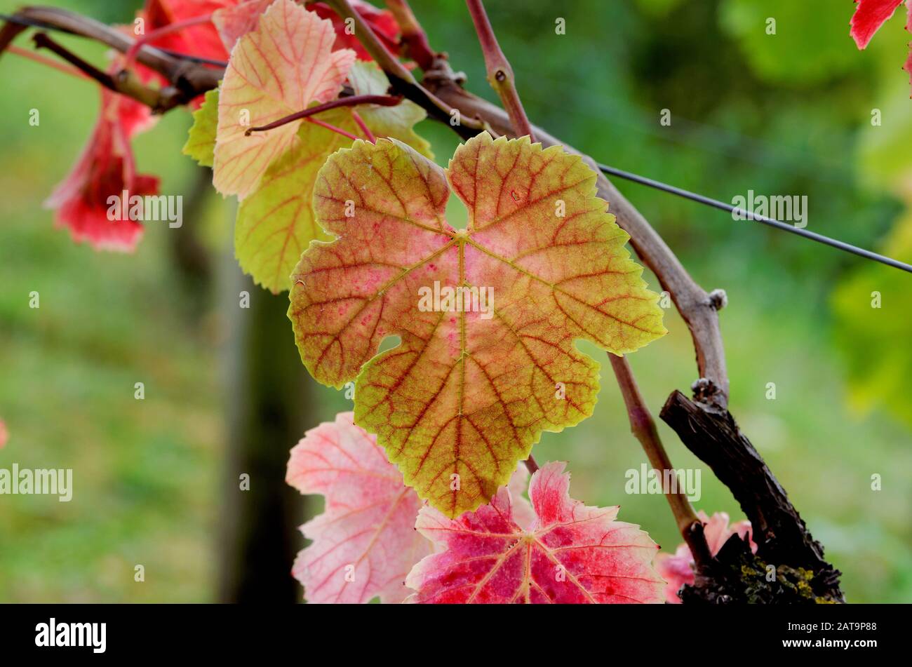 Vitis vinifera foglia d'autunno di un vitigno comune nella valle del reno vicino a königswinter Foto Stock