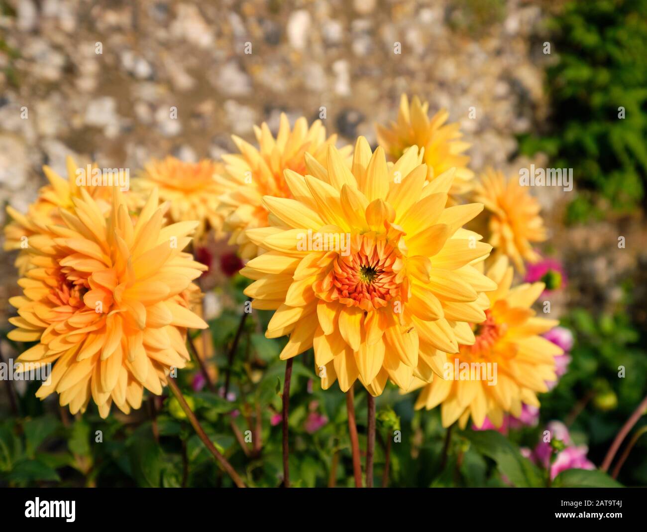 Colorato giardino fiore pesca color dahlia in fiore Foto Stock
