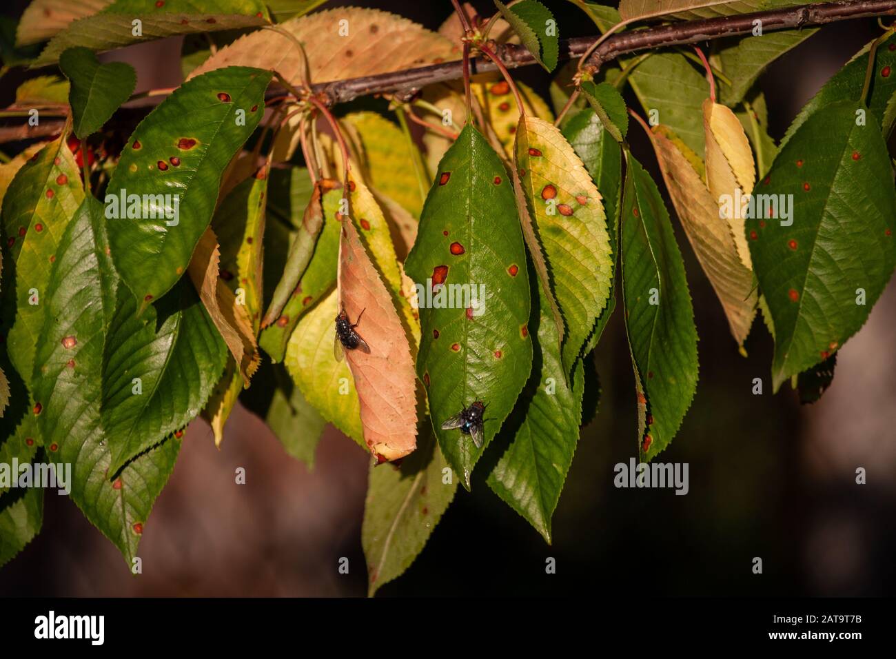 Primo piano foglia verde di ciliegia dolce con danno da ulcere di malattie e funghi di macchia marrone di monniliosi scab. Problemi di giardinaggio. Malattie fungine e virali delle piante. Foto Stock