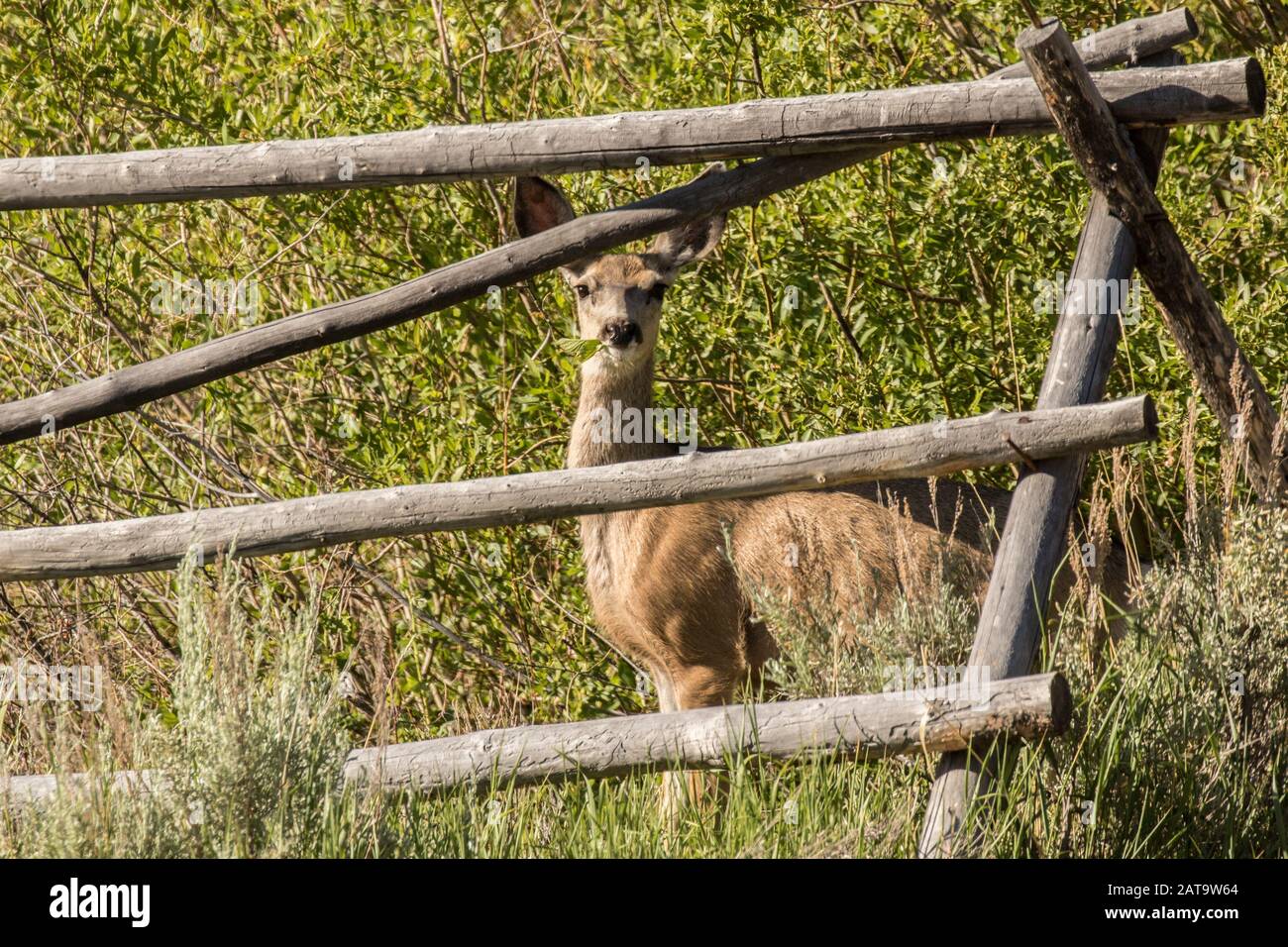 Doe nel Vialetto Foto Stock