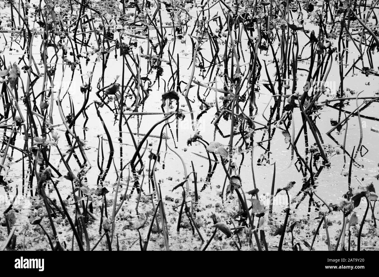 Astrazione della natura: Immagine in bianco e nero di una superficie acquatica con vegetazione e riflessi interessanti Foto Stock