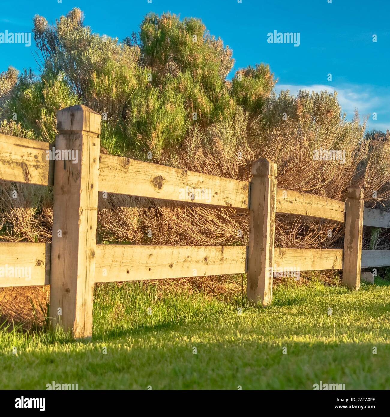 Quadrato marrone recinto in legno basso su un campo verde lussureggiante contro cespugli spessi e arbusti Foto Stock
