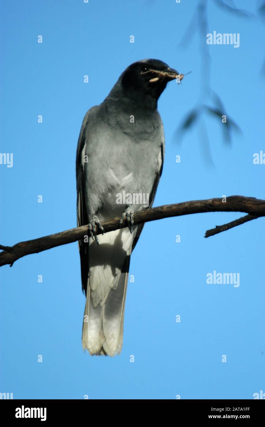 Scrike a cuculo nero (Coracina novaehollandiae) con cavalletta nel suo becco, Australia Occidentale. Foto Stock