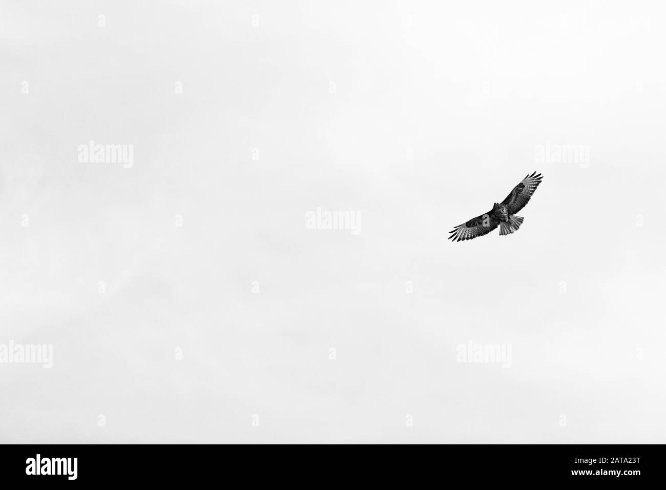 Uccello Nero Eaed Kite Per Volare In Cielo Foto Stock